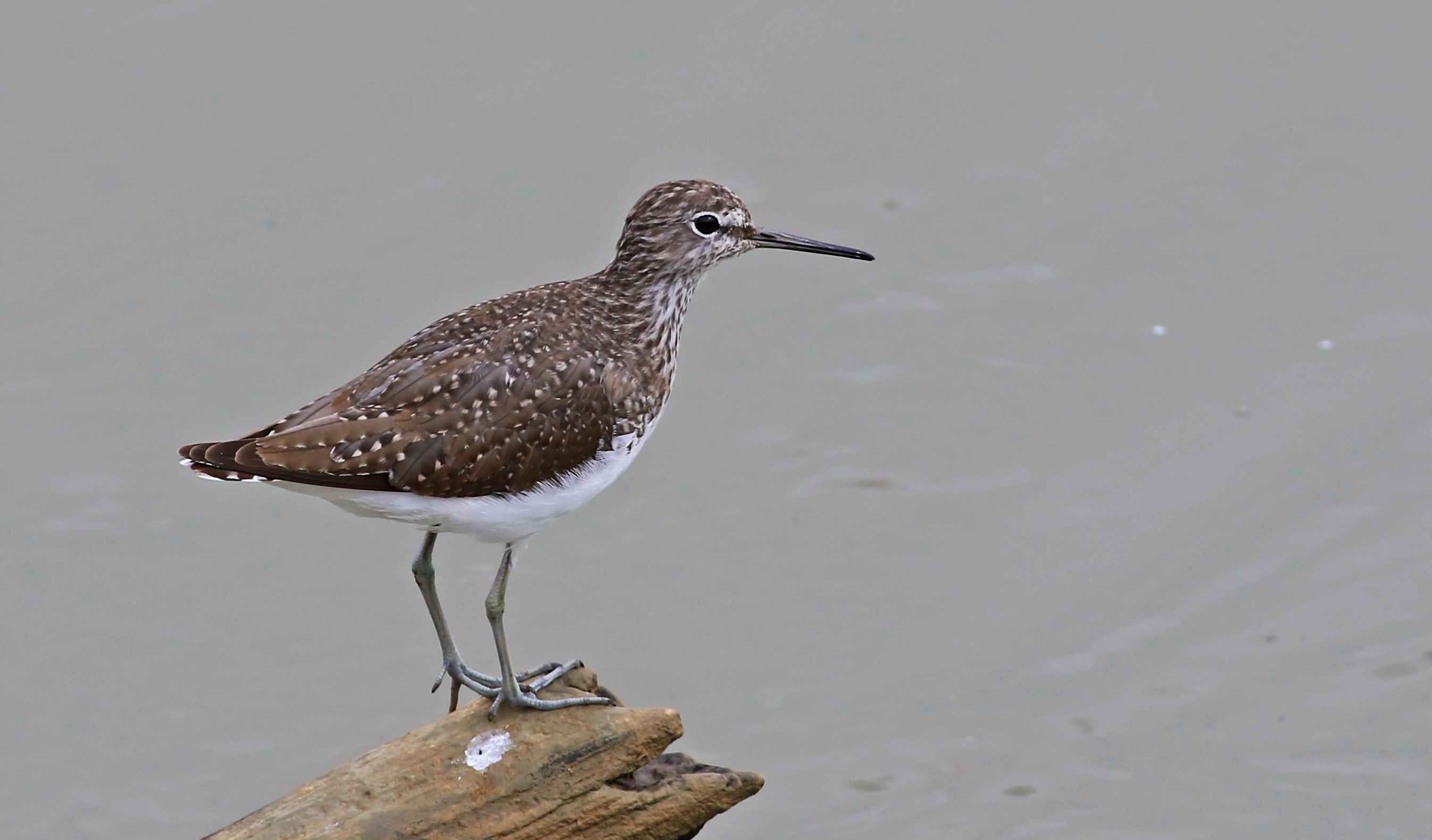 Wood Sandpiper